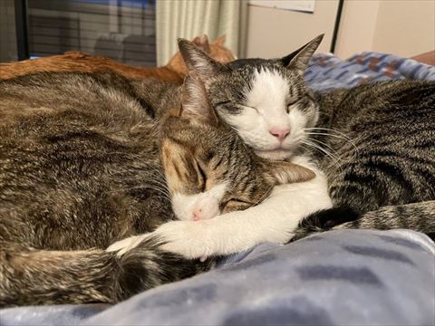 キジシロちゃんとサバ白ちゃん