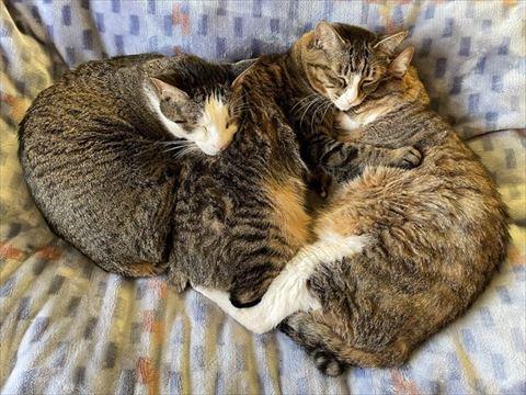 猫3匹の画像