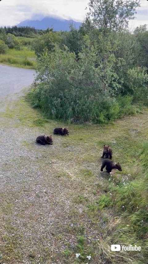 思い思いの熊の子どもたち