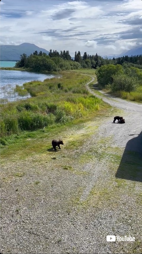 じゃれ合う熊の子どもたち