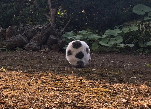 クイズのヒント