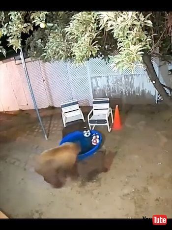 監視カメラに映るクマ親子