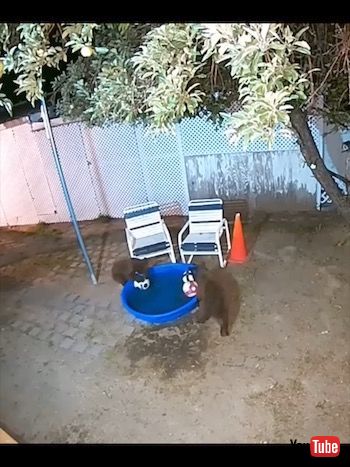 プールで遊ぶクマたち