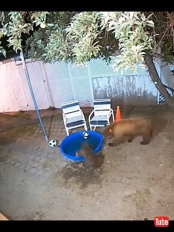 呼びにきた母ぐま