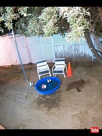 母グマを追いかける子熊