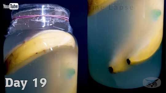 バナナ 水につけたまま 放置 230日 変化 動画
