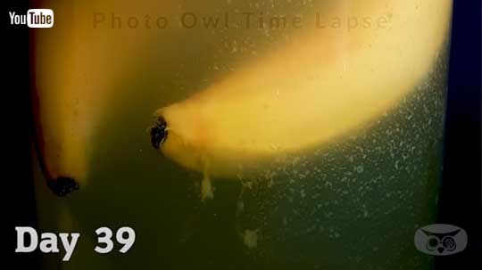 バナナ 水につけたまま 放置 230日 変化 動画