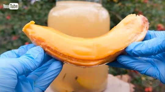 バナナ 水につけたまま 放置 230日 変化 動画