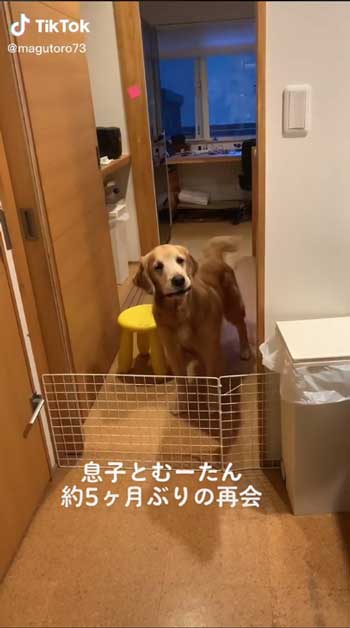 お兄ちゃんと再会して喜ぶゴールデンレトリバー