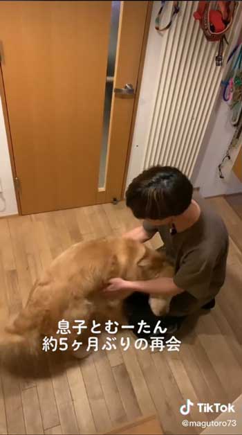 お兄ちゃんと再会して喜ぶゴールデンレトリバー