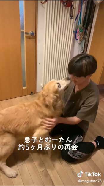お兄ちゃんと再会して喜ぶゴールデンレトリバー