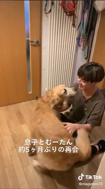 お兄ちゃんと再会して喜ぶゴールデンレトリバー