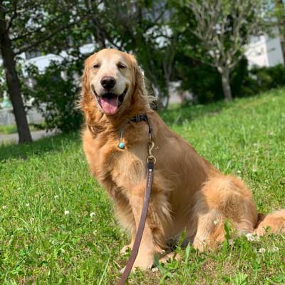 ゴールデンレトリバー