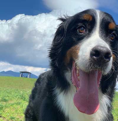 バーニーズマウンテンドッグ