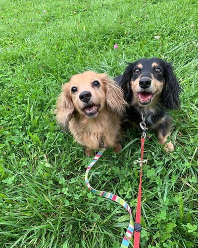 ミニチュアダックスフント