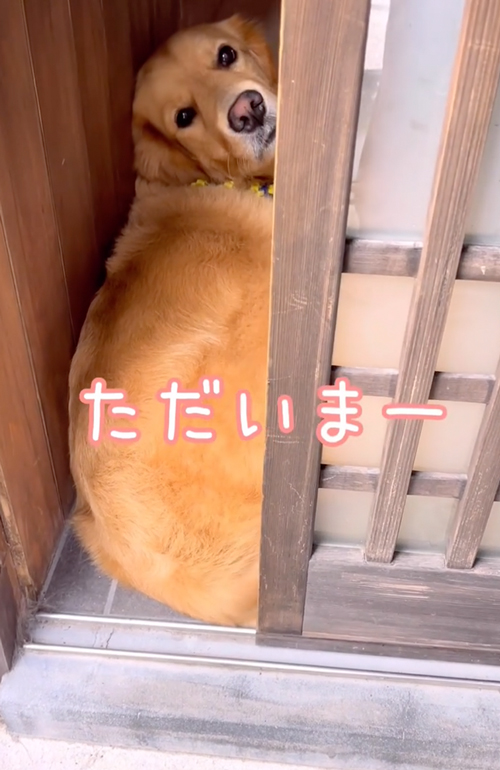 ゴールデン