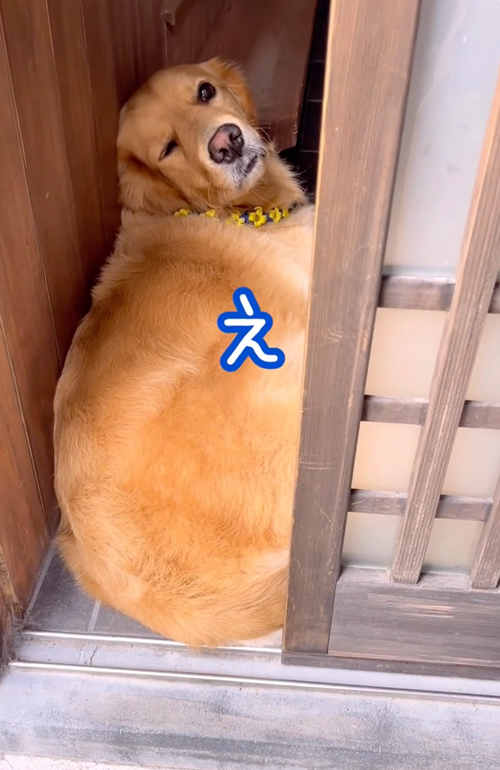 眠そうな顔でお出迎えしてくれるワンコ