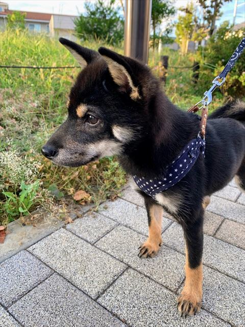 お散歩中の柴犬