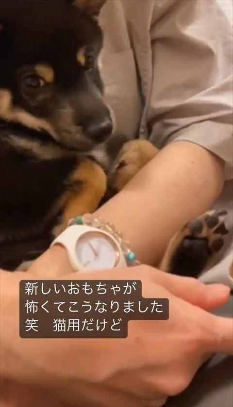 アップの柴犬
