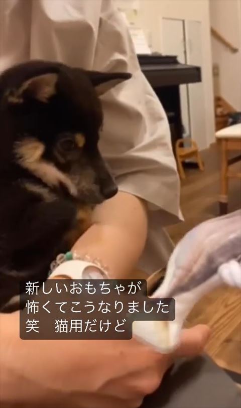 魚っぽいおもちゃの画像