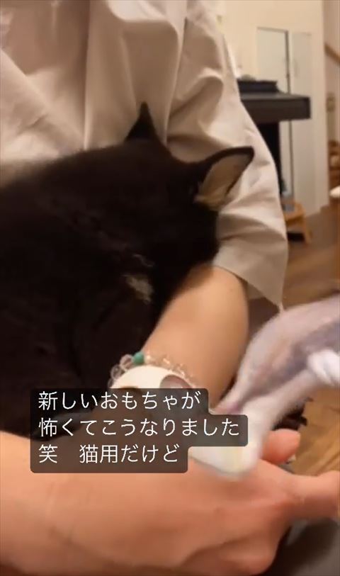 魚っぽいおもちゃと顔をうずめるワンコ