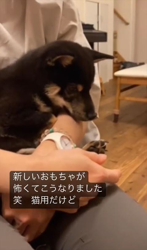 下の方を見る柴犬