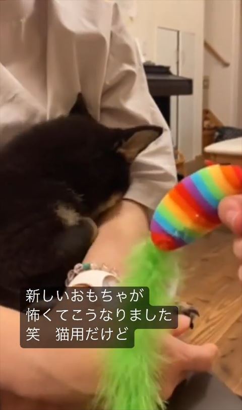 レインボーおもちゃと柴犬