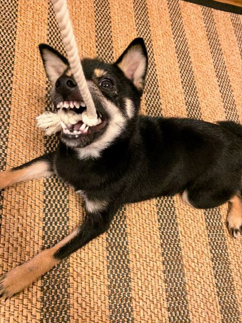 ヒモひっぱるふう太くん