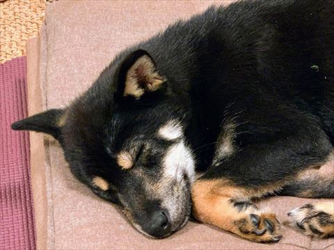 寝てる柴犬