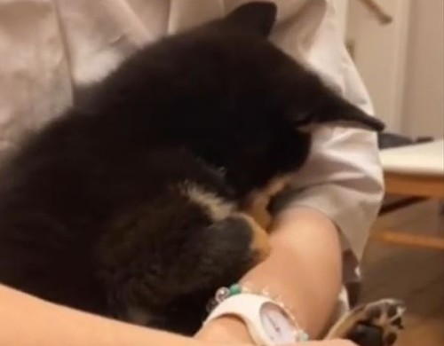 赤ちゃんみたいな柴犬