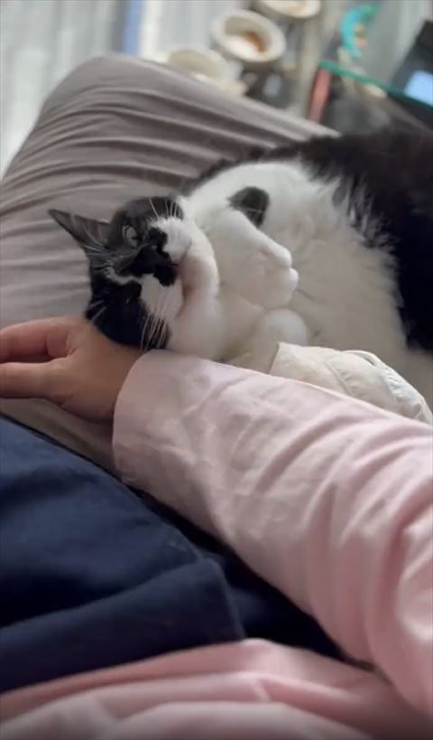 お手てそろえてカメラ目線の猫