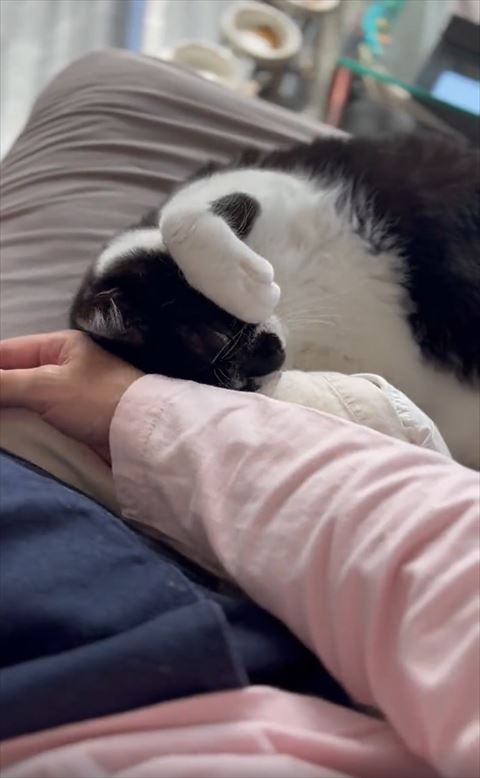 頭を手にすりつける猫