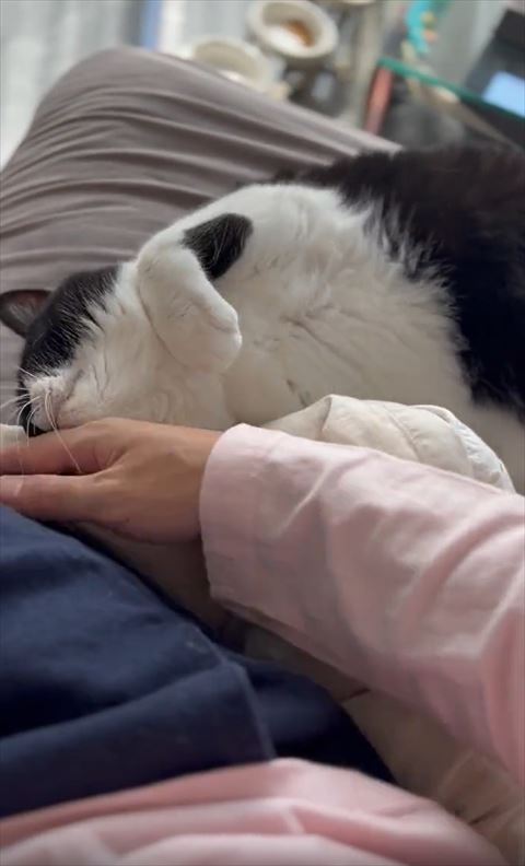 アゴをすりつける猫