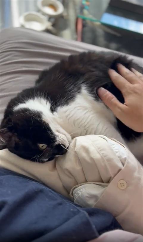 お腹なでられてる