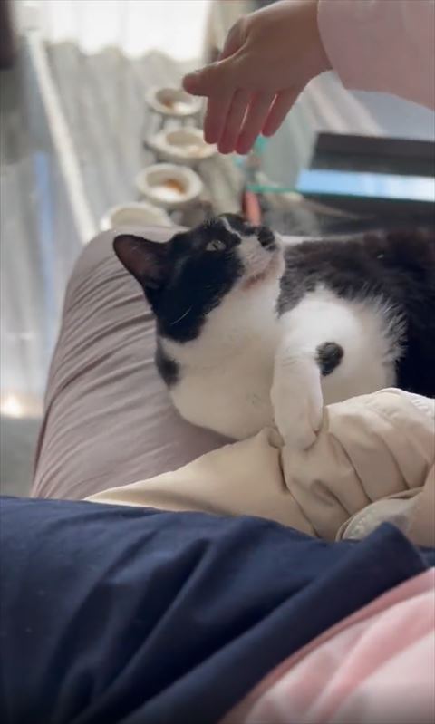 飼い主の手をみあげる猫