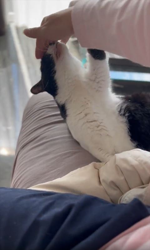 アゴ見せてる猫の目のあたりなでる