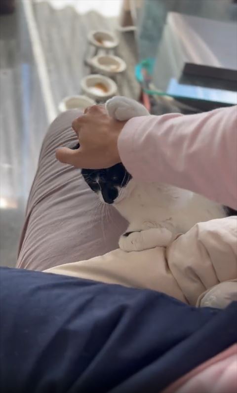 自分の頭に飼い主の手をのせる猫