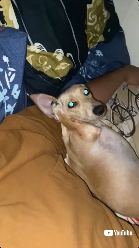 右耳をふさぐ犬