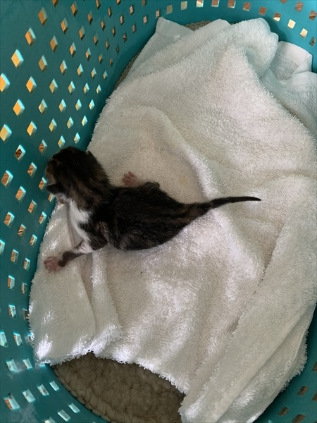 保護子猫
