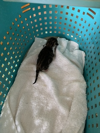 生後1〜2日の子猫