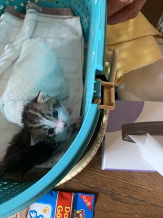 こちらを見る保護子猫