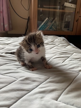 少し成長した保護子猫