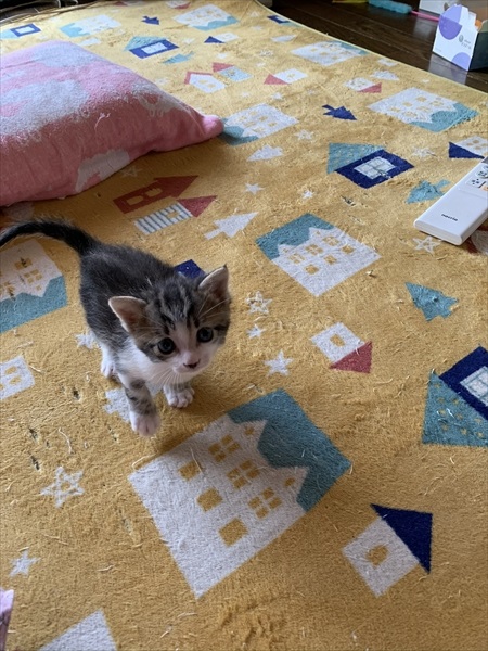 かわいい保護子猫