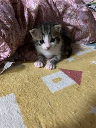 のぞき込む保護子猫