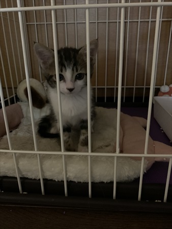 座っている保護子猫