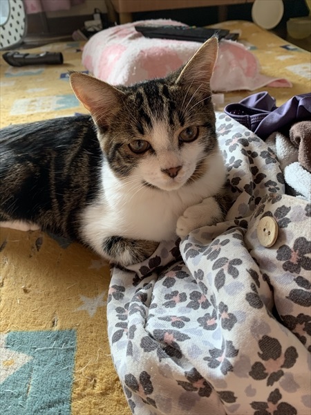 成長した保護子猫