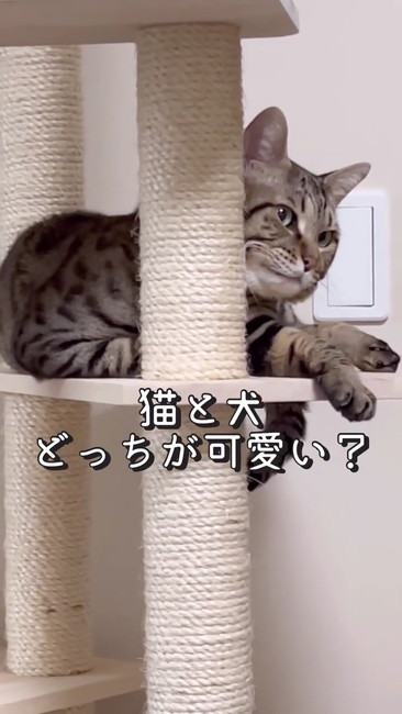猫と犬