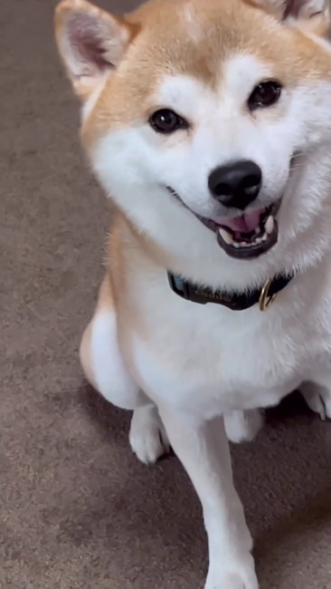かわいい