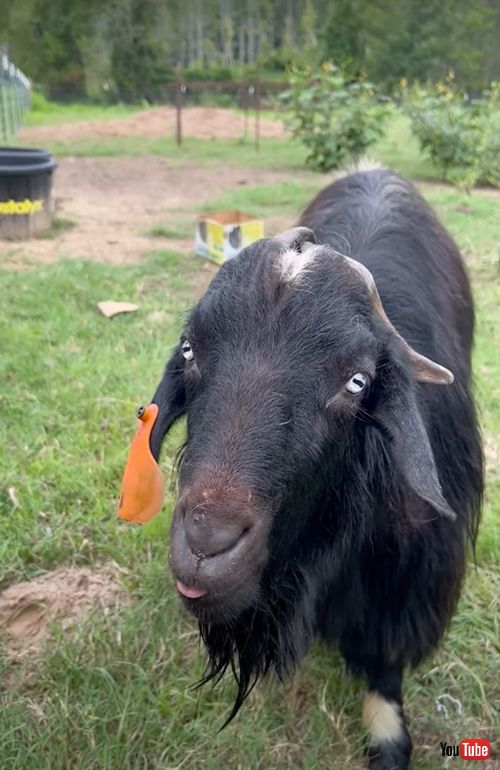 お風呂がイヤで絶叫するヤギ