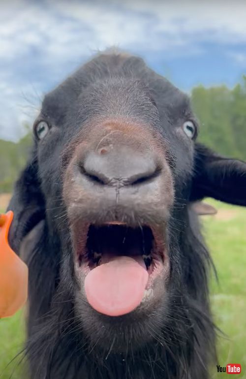 お風呂がイヤで絶叫するヤギ